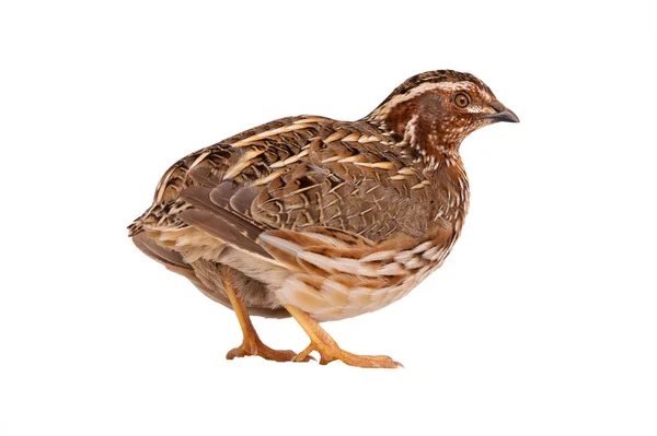 Codorniz silvestre (Coturnix coturnix) aislada sobre un fondo blanco — Foto de Stock