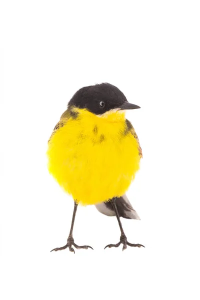 Wagtail isolé sur fond blanc en studio — Photo