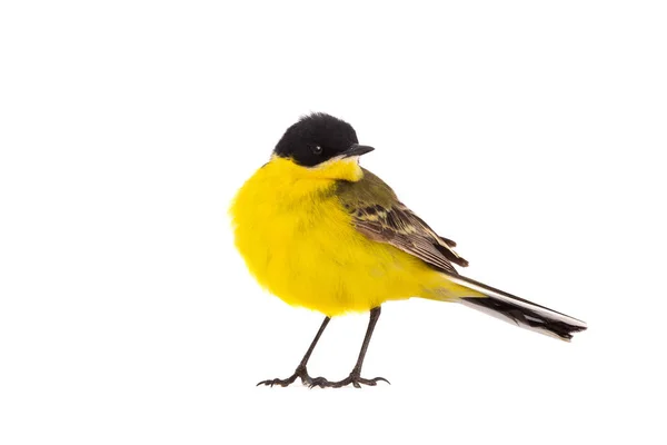 Wagtail  isolated on a white background  in studio shot — Stock Photo, Image
