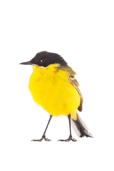 Wagtail isolé sur fond blanc en studio — Photo