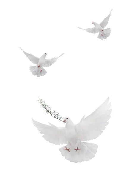 Free flying white dove isolated — Stock Photo, Image