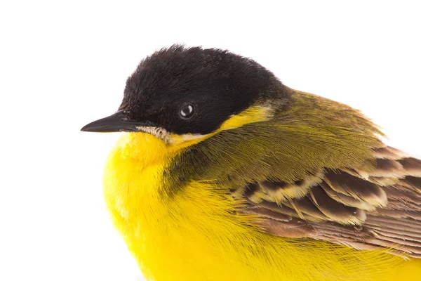  Stüdyoda beyaz bir arkaplanda izole edilmiş bir portre.