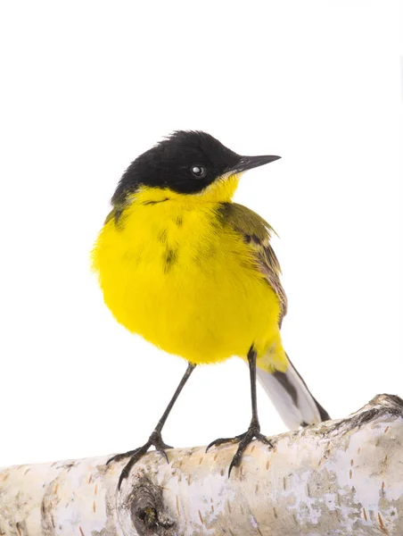 Wagtail  isolated on a white background  in studio shot — Stock Photo, Image