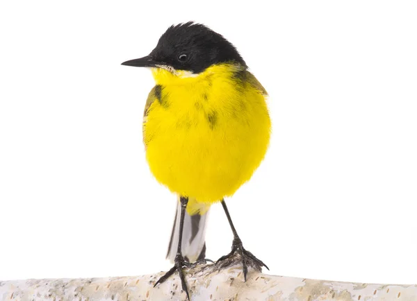 Wagtail  isolated on a white background in studio shot — Stock Photo, Image