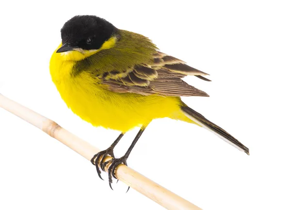 Wagtail izolované na bílém pozadí ve studiu záběr — Stock fotografie