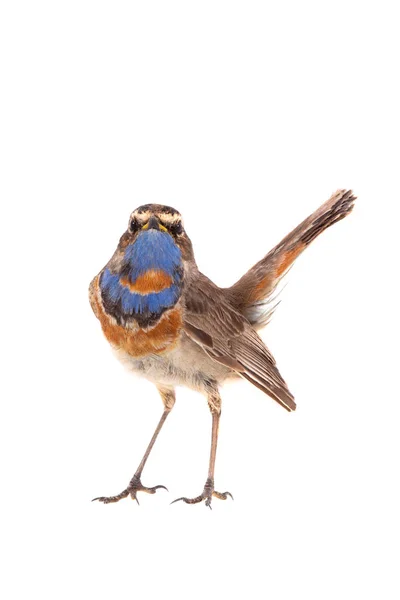 Bluethroat (Luscinia svecica) isolated on a white — Stock Photo, Image