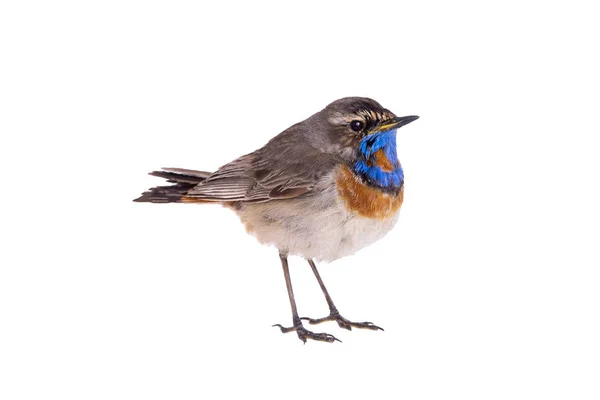 Bluethroat (Luscinia svecica) isolated on a white — Stock Photo, Image