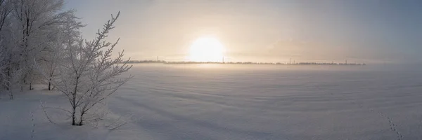Karlı bir tarlanın panoramik manzarası, yükselen güneşli ağaçlar. — Stok fotoğraf