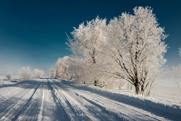 Road along the snowy trees against the blue sky. Winter landscap — Stock Photo, Image