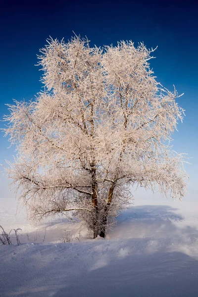 Albero in hoarfrost su uno sfondo di cielo blu in una giornata di sole — Foto Stock