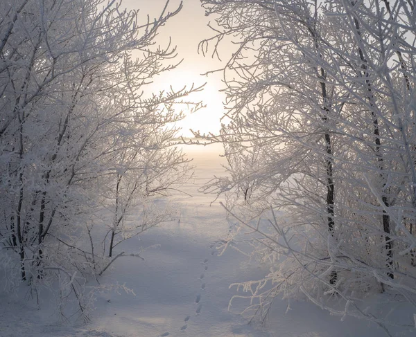 Fotspår i snön mellan träden — Stockfoto