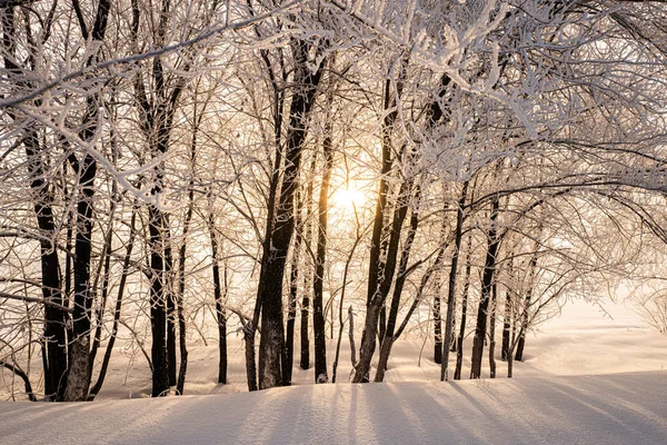 Деревья в снегу в лучах солнечного света . — стоковое фото