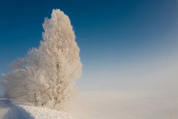 Śnieg pokryte drzewa na tle błękitne niebo — Zdjęcie stockowe