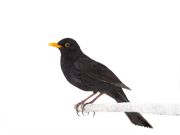 Blackbird изолирован на белом фоне . — стоковое фото