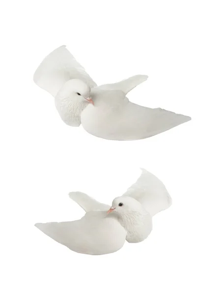 Два білих голуба в польоті на білому — стокове фото