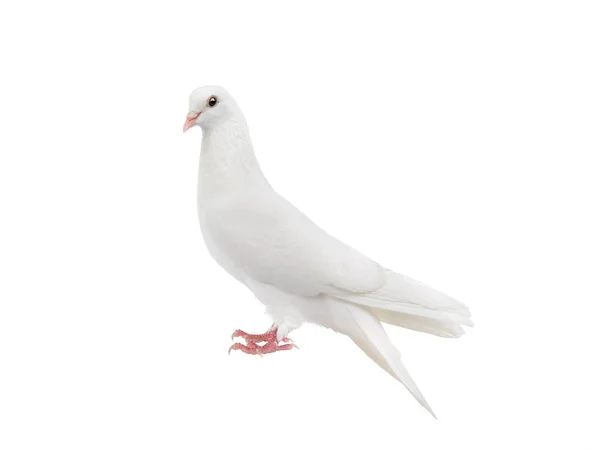 White pigeon isolated on a white background. — Stock Photo, Image