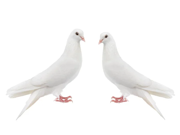 Dwa białe gołębie odizolowane na białym tle. — Zdjęcie stockowe