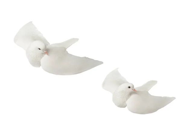 Два білих голуба в польоті на білому — стокове фото