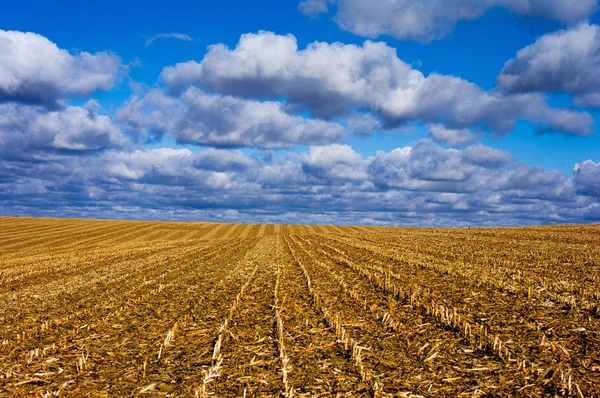 Campos de milho com belas nuvens . — Fotografia de Stock