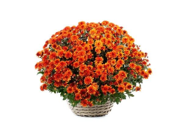 Orange bouquet of chrysanthemums on a white background — Stock Photo, Image