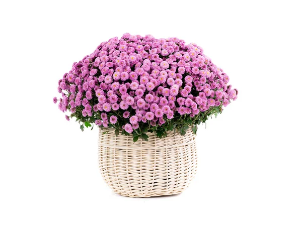 Roze boeket chrysanten op een witte achtergrond — Stockfoto