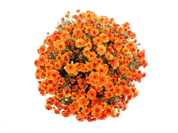 Оранжевая хризантема в виде шара, изолированного на белом — стоковое фото