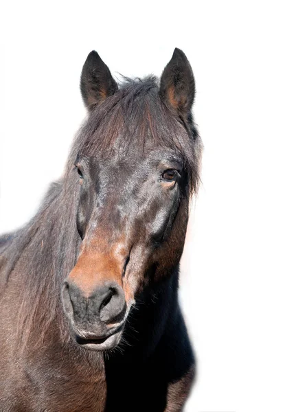 Портрет коричневый конь изолирован на белом — стоковое фото