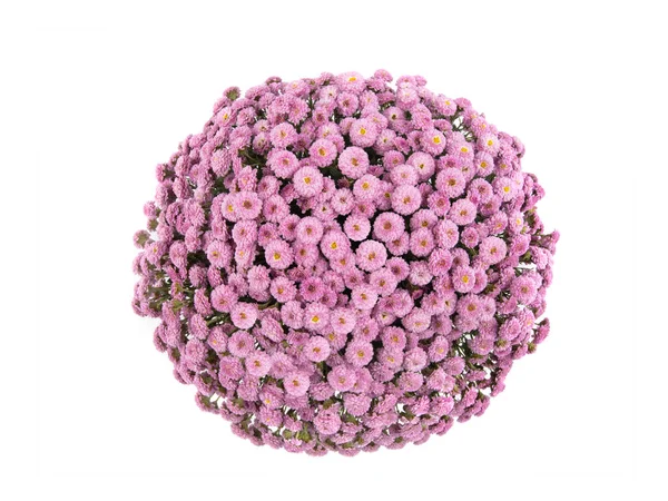 Růžová chryzantéma v podobě koule izolované na bílém — Stock fotografie
