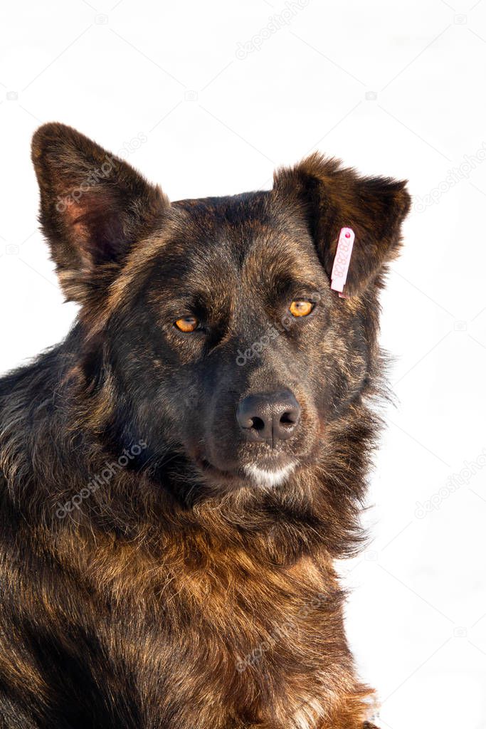 portrait  Castrated dog with a number in the ear isolated