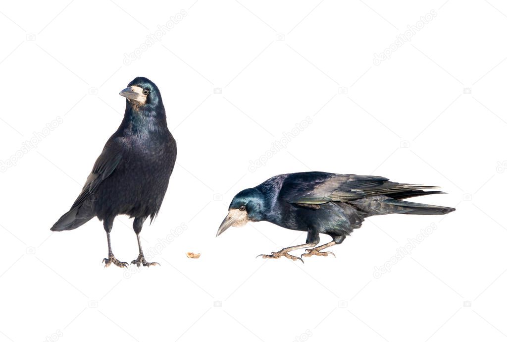 two raven on a white background