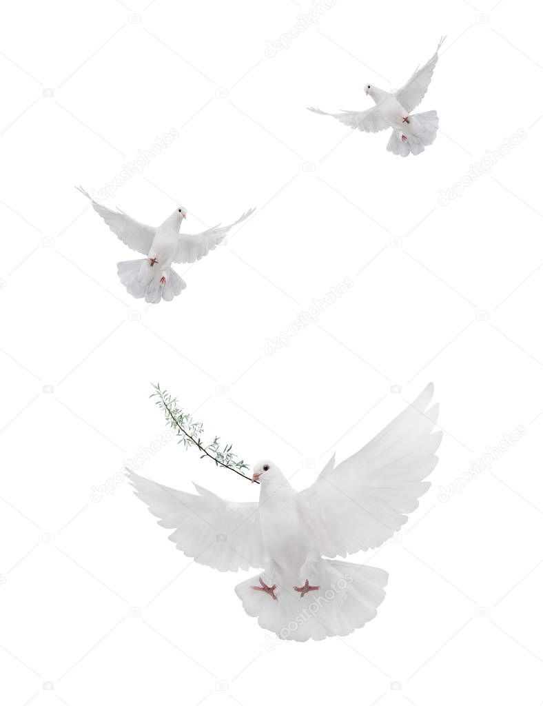 free flying white dove isolated 