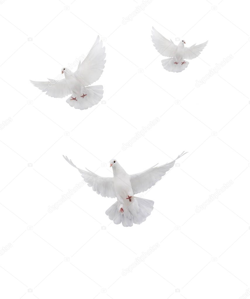 fthree ree flying white dove isolated 