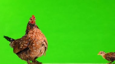 Anne tavuk ve küçük tavuk yeşil ekranda, ses 