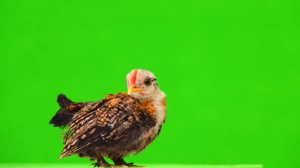 Braunes Huhn Auf Grünem Bildschirm Ton — Stockvideo
