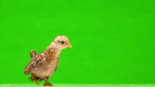 Pollo Cammina Uno Schermo Verde Suono — Video Stock