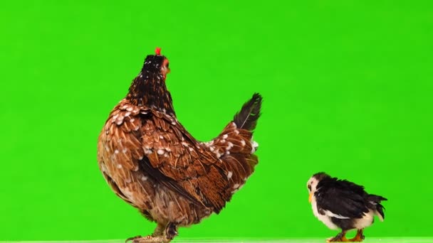 Anne Tavuk Küçük Tavuk Yeşil Ekranda Ses — Stok video