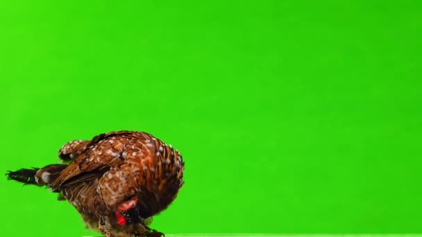 Madre Gallina Pequeño Pollo Una Pantalla Verde Sonido — Vídeo de stock