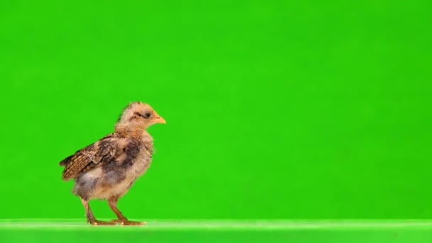 Ayam Meninggalkan Layar Hijau — Stok Video