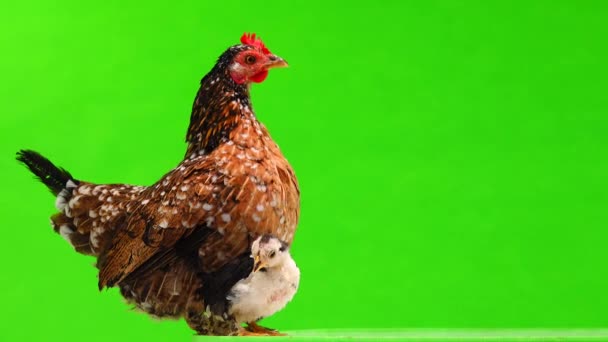 Poulet Mère Poulet Sur Écran Vert Son — Video