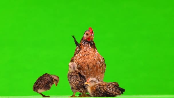 Pollo Madre Pollos Marrones Una Pantalla Verde Sonido — Vídeo de stock