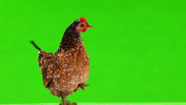 Chicken Green Screen — Stock Video