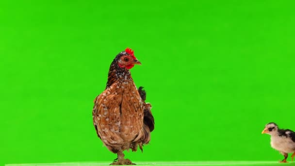 緑の画面に鶏の母親と鶏 — ストック動画
