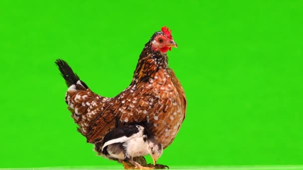 Hühnermutter Und Huhn Auf Einem Grünen Bildschirm Ton — Stockvideo
