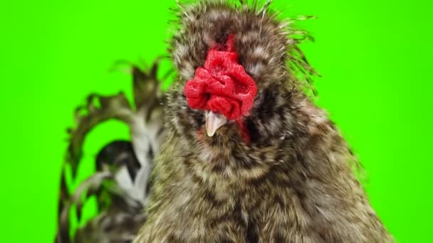 Portrait Chinese Cockerel Green Background — Stock Video