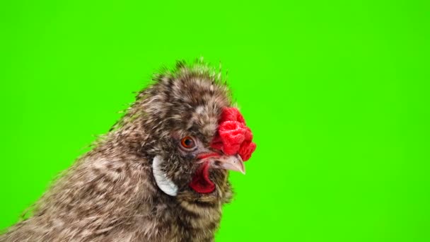 Portrait Chinese Cockerel Green Background — Stock Video