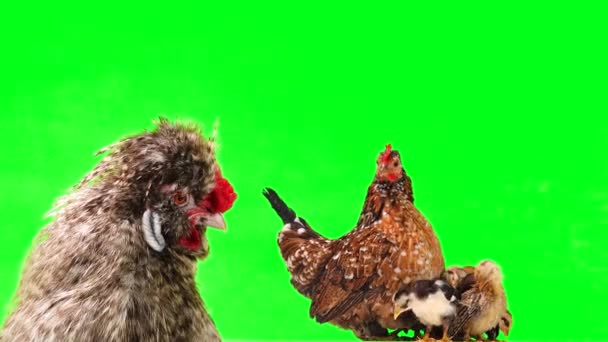 Retrato Gallo Fondo Madre Pollo Con Gallinas Una Pantalla Verde — Vídeo de stock