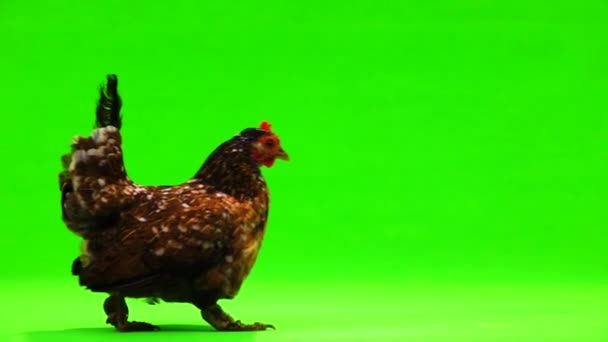 Pollo Camina Sobre Una Pantalla Verde Movimiento Lento — Vídeos de Stock