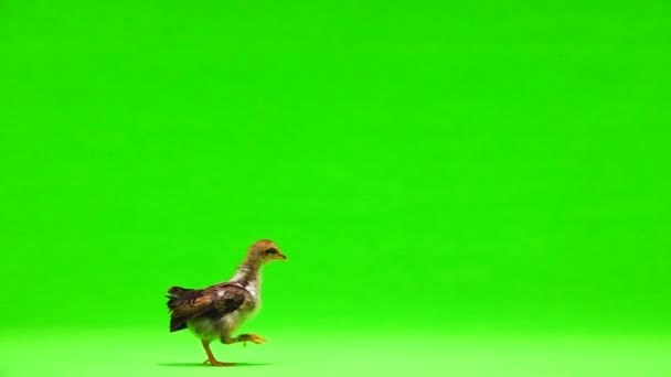 茶色の鶏は緑の画面に沿って移動します スローモーション — ストック動画
