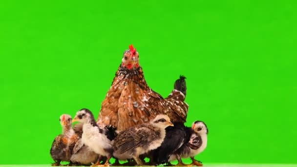 Κοτόπουλο Μητέρα Και Κοτόπουλα Περιστρέφεται Μια Πράσινη Οθόνη — Αρχείο Βίντεο