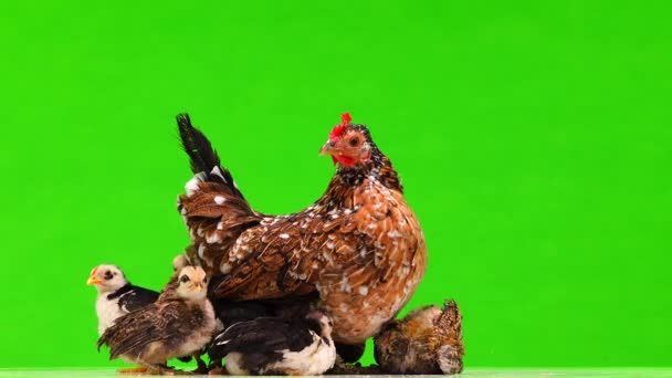 Κοτόπουλο Μητέρα Και Κοτόπουλα Περιστρέφεται Μια Πράσινη Οθόνη — Αρχείο Βίντεο